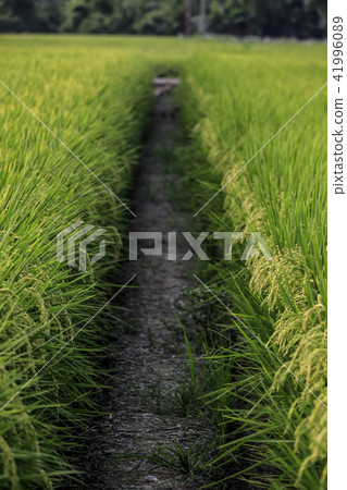 走在田埂 41996089