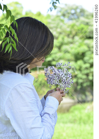 手上的紫色苦楝花 手上的紫色苦楝花 41996260