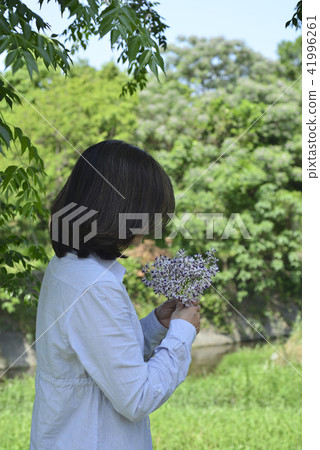 手上的紫色苦楝花 41996261