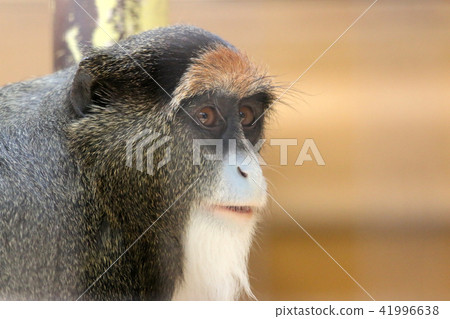 Monkey Monkey White Nose Hair Monkey Stock Photo 41996638
