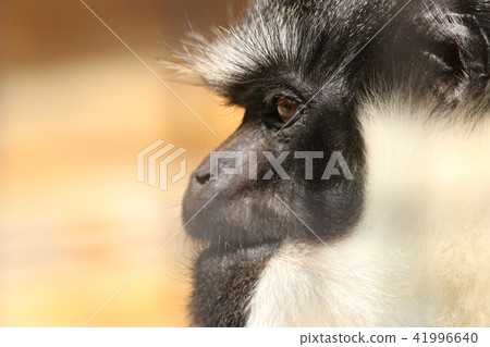 Monkey Monkey White Nose Hair Monkey Stock Photo 41996640