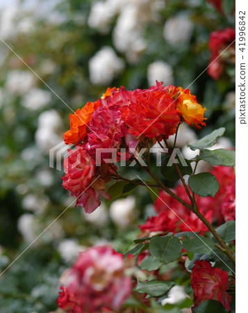 Bloom Bloom 41996842