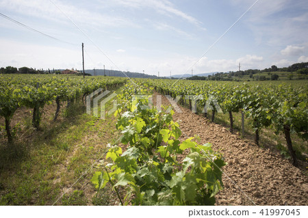 Valley with grape plants for varietal wines Valley with grape plants for varietal wines 41997045