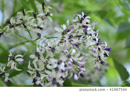 苦楝樹盛開紫色的花朵 41997594