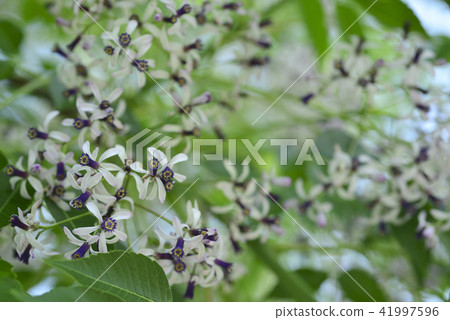 苦楝樹盛開紫色的花朵 41997596