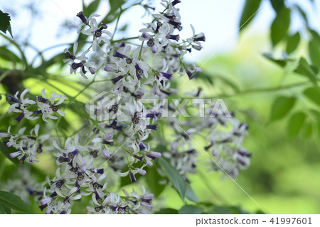 苦楝樹盛開紫色的花朵 苦楝樹盛開紫色的花朵 41997601