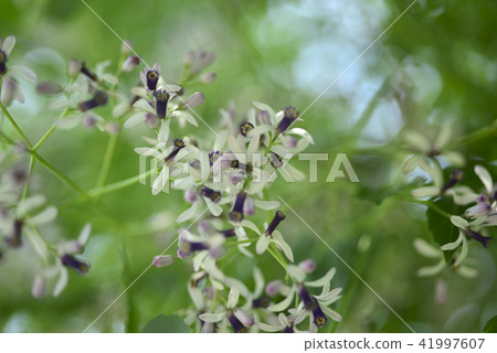 苦楝樹盛開紫色的花朵 41997607