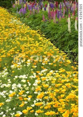 Poppy bloom 41997805