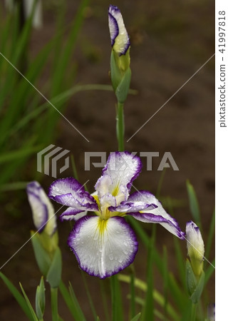 鳶尾花 41997818