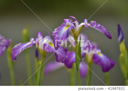 Iris 41997831