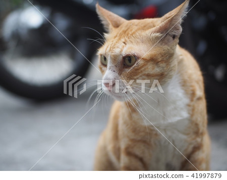 cat cat 41997879