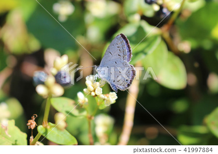 Ruri sashimi sucking nectar floral nectar Ruri sashimi sucking nectar floral nectar 41997884