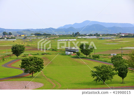 Rice field art 41998015