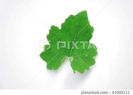 cavauli的葉子 41998111