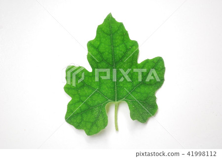 Leaves of cavauli 41998112