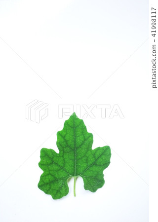 Leaves of cavauli Leaves of cavauli 41998117