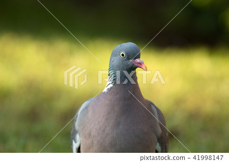 Portrait of Wood pigeon (Columba palumbus) Portrait of Wood pigeon (Columba palumbus) 41998147