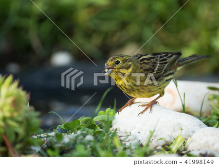 Yellowhammer (Emberiza citrinella) eats seeds 41998149