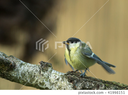 Young Great tit (Parus major) Young Great tit (Parus major) 41998151