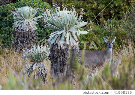 White-tailed deer Paramo de Oceta Espeletia Frailejones Mongui B 41998156