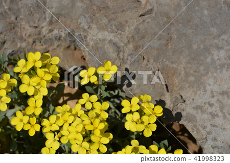Croatian endemic plant Croatian endemic plant 41998323