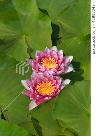 Pink Rene Gerard water lily Pink Rene Gerard water lily 41998342