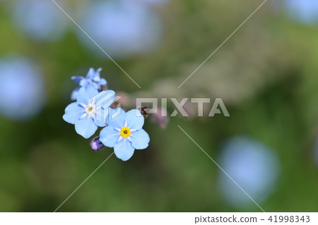 Alpine forget-me-not Alpine forget-me-not 41998343