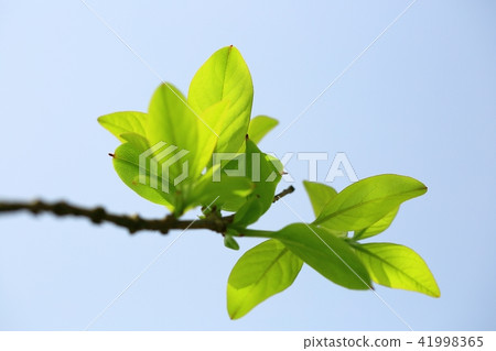 Spring is spring! 41998365