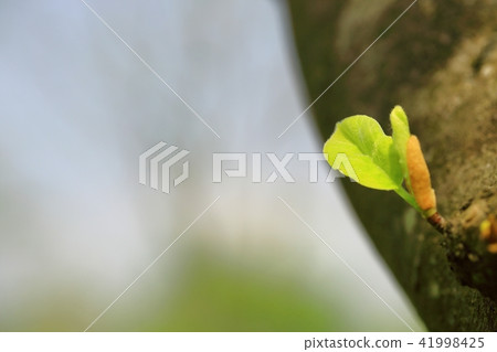 Spring is spring! 41998425