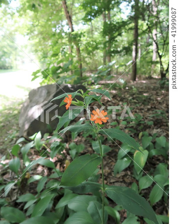 Flower Flower 41999087