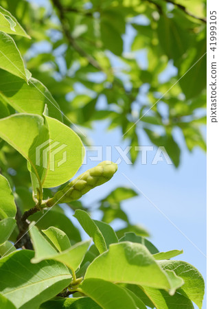 Young fruit of Kobushi and blue sky 41999105