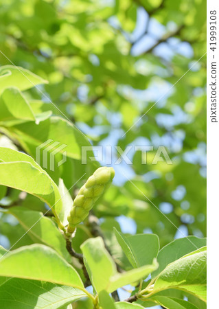 Young fruit of Kobushi and blue sky Young fruit of Kobushi and blue sky 41999108