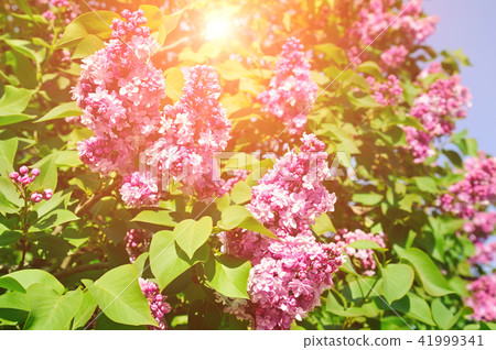 Purple lilac flowers spring blossom background. Purple lilac flowers spring blossom background. 41999341