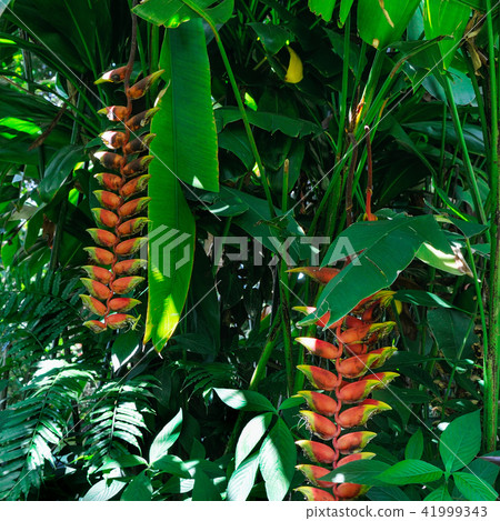 Close up of Heliconia tropics flower 41999343