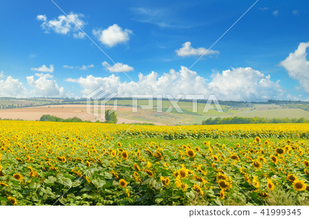 Field with blooming sunflowers and cloudy sky. Field with blooming sunflowers and cloudy sky. 41999345