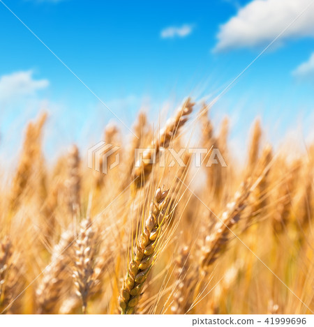 Wheat field and blue sky 41999696