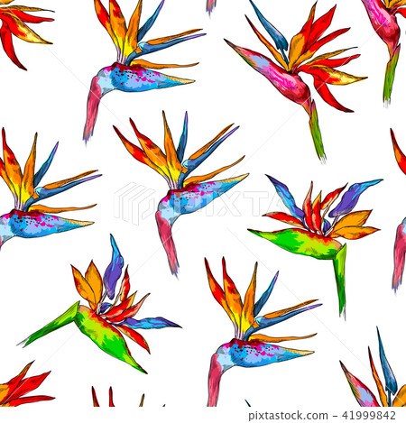 Seamless pattern of colorful strelitzia collection. Vector exotic flowers of a paradise bird 41999842