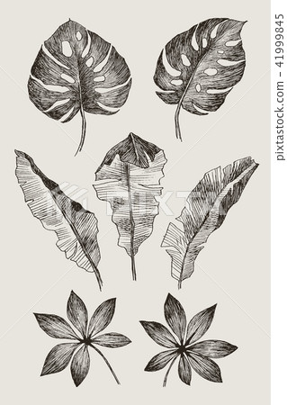 Hand drawn branches and leaves of tropical plants. Black floral set isolated on grey background Hand drawn branches and leaves of tropical plants. Black floral set isolated on grey background 41999845