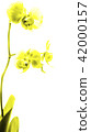 Phalaenopsis yellow white orchid flower in bloom 42000157