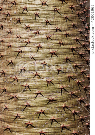 spikes of trees with texture. spikes of trees with texture. 42001963