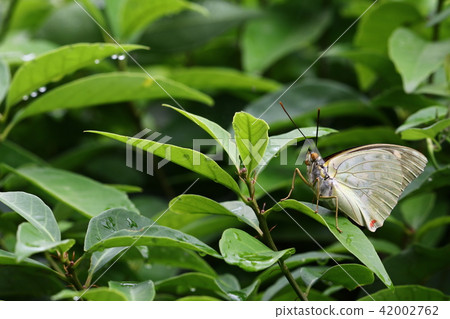 國家蝴蝶Omurasaki 42002762