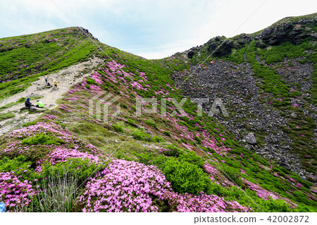 Miyama Kirishima Blooms Kuju Mountains·Tengagashiro Castle Miyama Kirishima Blooms Kuju Mountains·Tengagashiro Castle 42002872