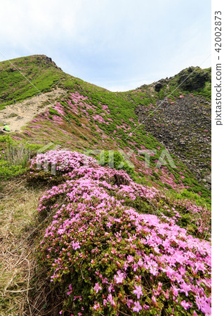 Miyama Kirishima Blooms Kuju Mountains·Tengagashiro Castle Miyama Kirishima Blooms Kuju Mountains·Tengagashiro Castle 42002873