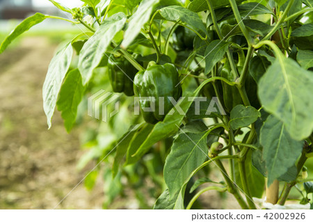 Sweet pepper Sweet pepper 42002926