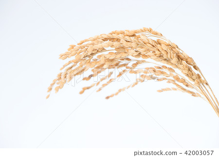 白米，大米，大米，大米，大米，大米，白底，特米，生米，大米 42003057