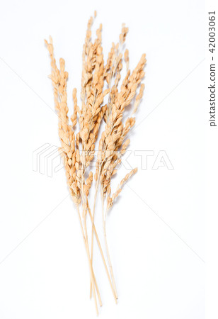 White rice, rice, rice, rice, rice, rice, white bottom, special rice, raw rice, rice 42003061