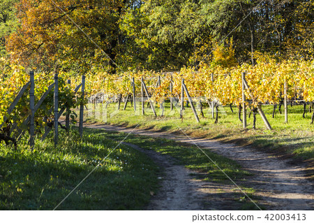 Vineyards at sunset in a summer day. Vineyards at sunset in a summer day. 42003413