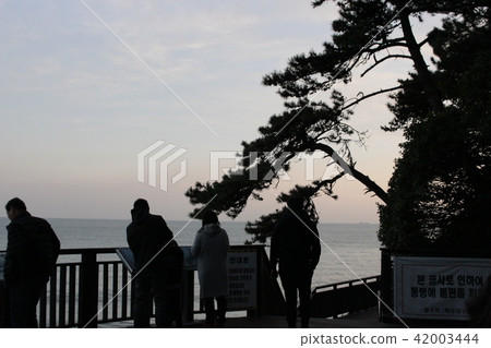 Cliff pine Cliff pine 42003444