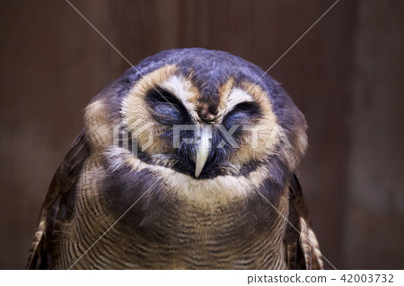 Owl owl Owl owl 42003732