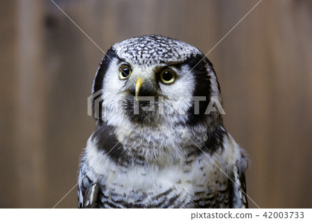 Onaga Owl Onaga Owl 42003733